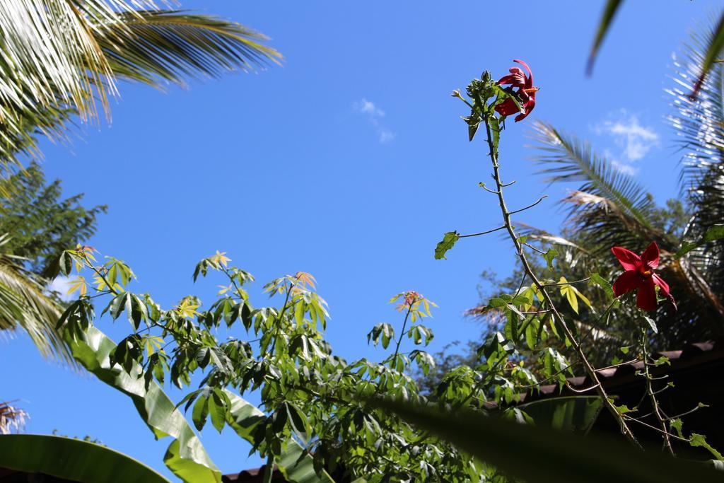 Bed and breakfast Quinta Esencia Brasilito